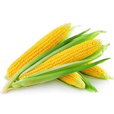 Yellow Maize Corn